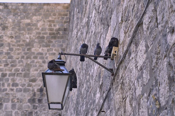 Taştan bir duvar güvercinler