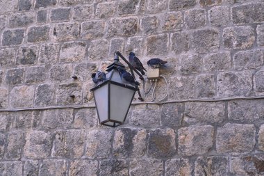 Taştan bir duvar güvercinler