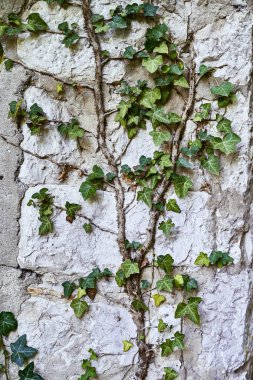 Taş duvardaki bitkiler