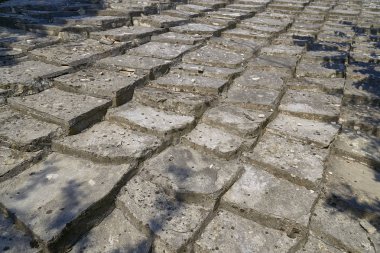 Taş duvardaki bitkiler