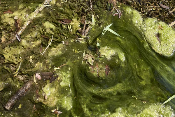 Зеленая лягушка в зеленой воде — стоковое фото