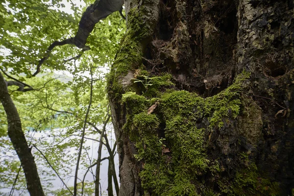 Parque Nacional Plivitce na Croácia — Fotografia de Stock