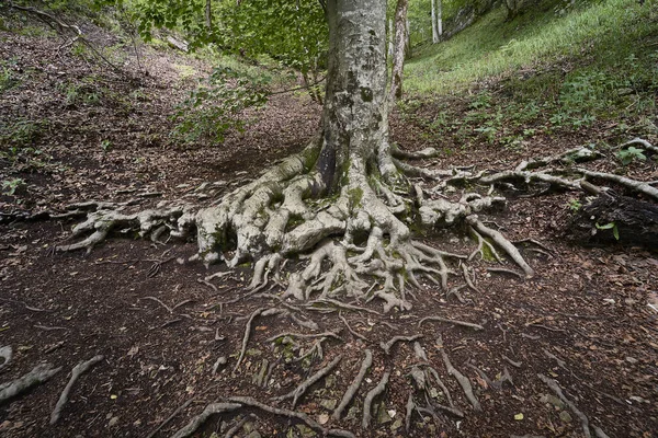 Nationaal Park plivitce in Kroatië — Stockfoto