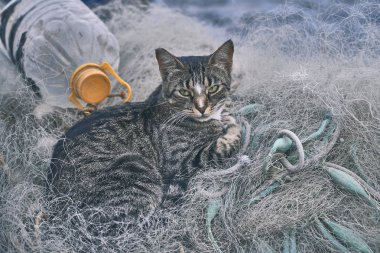 Kimlik avı ağlarında dinlenen kedi