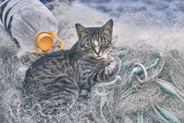 Kimlik avı ağlarında dinlenen kedi