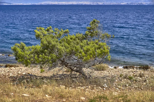 Spiaggia nella zona di Sutivan. Isola di Brac. Croazia — Foto Stock