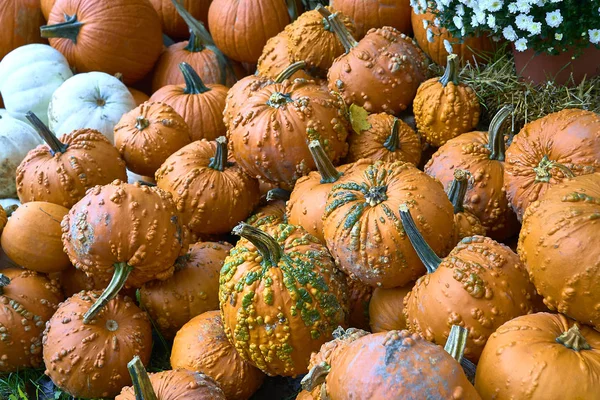 Gruppe von Kürbissen in verschiedenen Farben.halloween Mitarbeiter — Stockfoto