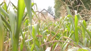 Crossing cornfield in slow motion
