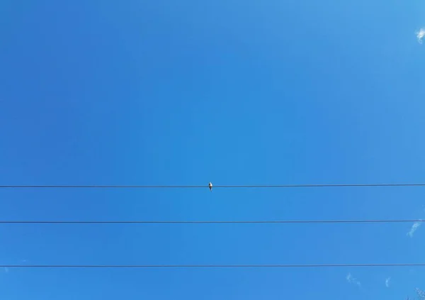 Περιστέρι κάθεται σε ηλεκτρικά καλώδια ή καλώδια και μπλε του ουρανού — Φωτογραφία Αρχείου