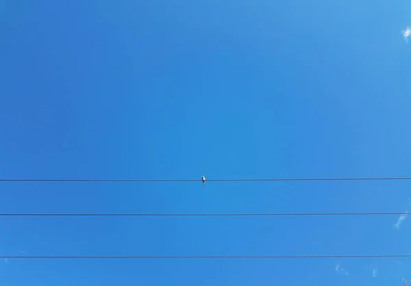 Pomba sentada em cabos elétricos ou fios e céu azul — Fotografia de Stock