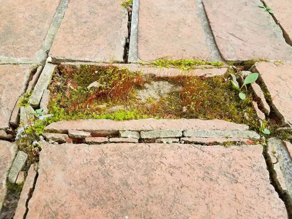 Versleten of verweerde rode bakstenen met mos groeit — Stockfoto