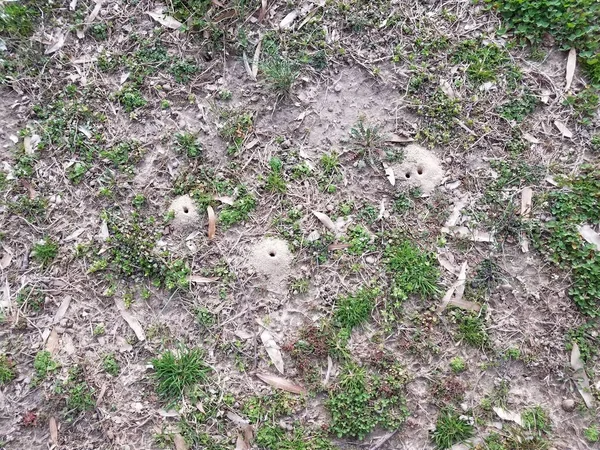 Monticules de saleté de cigale ou trous dans le sol ou la pelouse — Photo