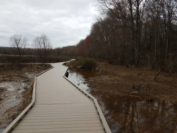 Promenade en milieu humide avec arbres et héron — Photo