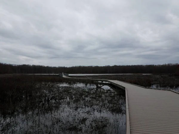 Promenade en milieu humide avec arbres et héron — Photo