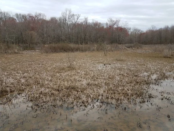 Plants growing in the mud and water in a swamp — Stock Photo, Image