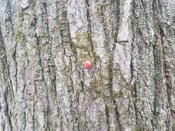 빨간 금속 압정으로 나무에 갈색 껍질 — 스톡 사진