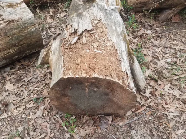 Podridão marrom ou decomposição ou decomposição árvore log — Fotografia de Stock