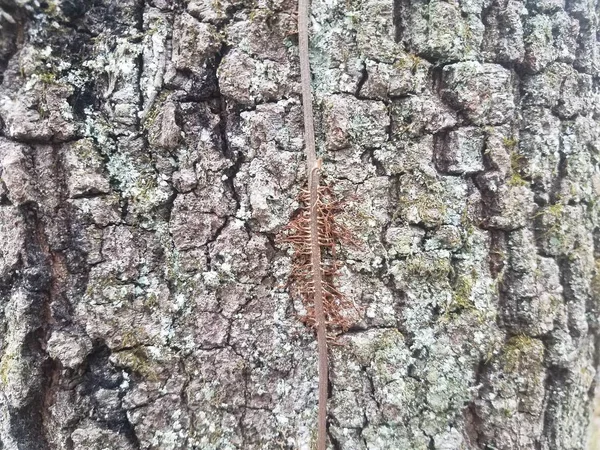 Casca de árvore marrom no tronco da árvore com videira e musgo — Fotografia de Stock