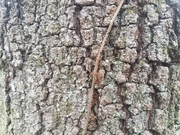 Écorce d'arbre brune sur le tronc d'arbre avec vigne et mousse — Photo