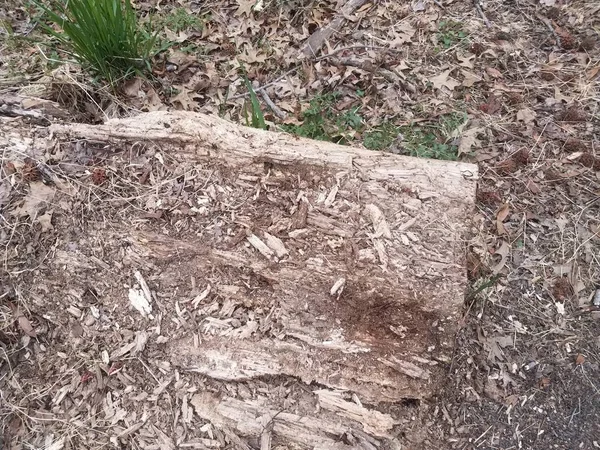 Podridão marrom ou decomposição ou decomposição árvore log — Fotografia de Stock