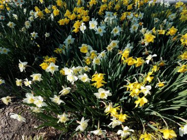 Sarı ve yeşil nergis çiçekleri açık