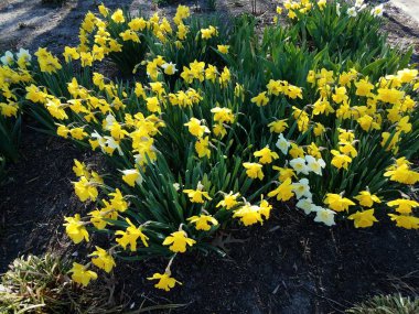 Sarı ve yeşil nergis çiçekleri açık