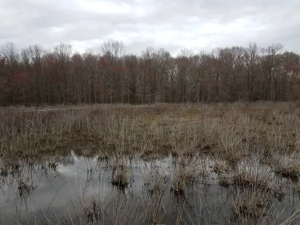 植物と水と湿地や沼の木 — ストック写真