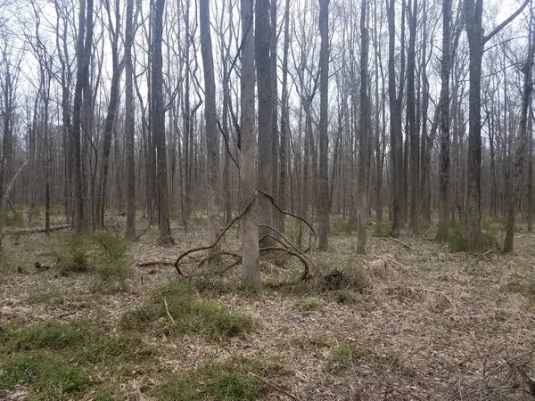 Arbres et vignes et feuilles brunes tombées dans la forêt ou les bois — Photo