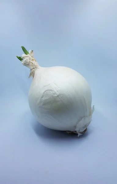 Cipolla bianca con germoglio verde su fondo bianco — Foto Stock