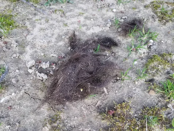 Tagliare i capelli castani su sporco o terra all'aperto — Foto Stock