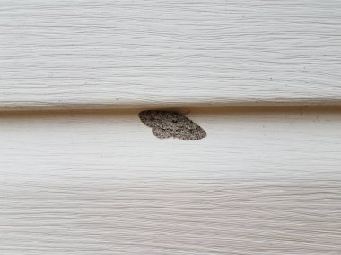 beyaz ev siding altında gri güve böcek