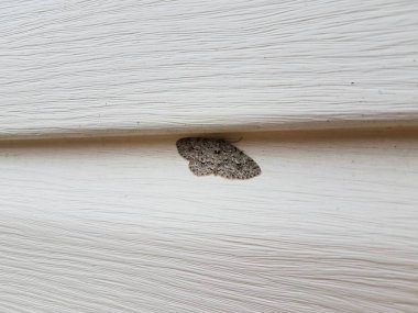 beyaz ev siding altında gri güve böcek