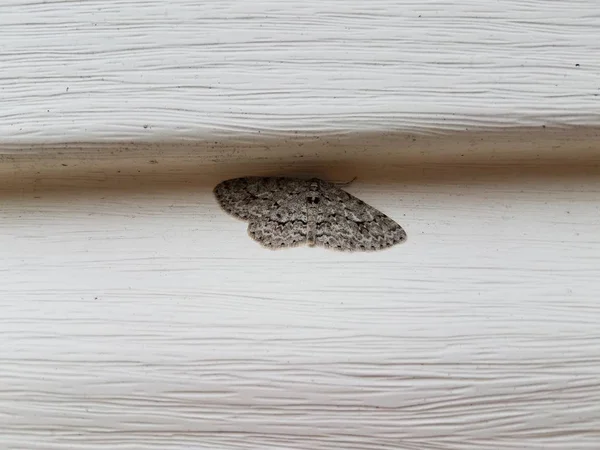 Inseto mariposa cinza sob tapume branco em casa — Fotografia de Stock