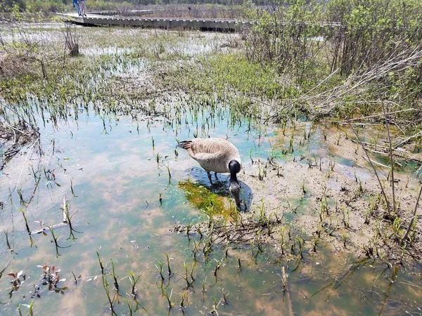 goose eating in muddy water with plants and algae