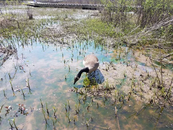 goose eating in muddy water with plants and algae