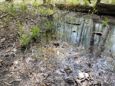 su ve çamur ve yaprakları büyük kurbağa veya kurbağa