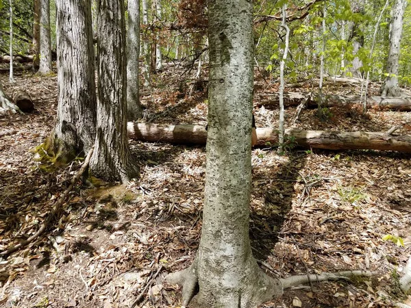 Criança escondida atrás da árvore com o coração esculpido na floresta — Fotografia de Stock