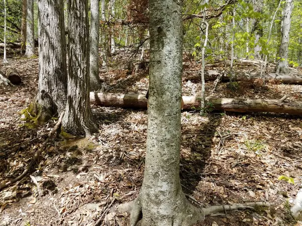 Dziecko ukrywa się za drzewem z sercem rzeźbione w lesie — Zdjęcie stockowe