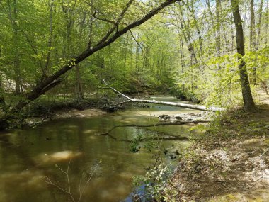 ormandaki kayalar ve ağaçlarla nehir veya akarsu