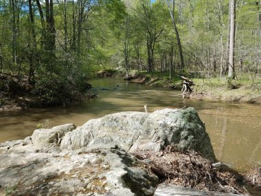ormandaki kayalar ve ağaçlarla nehir veya akarsu
