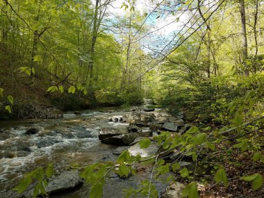 ormandaki kayalar ve ağaçlarla nehir veya akarsu