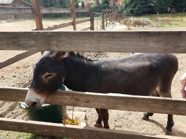 Brauner Mini-Esel und Holzzaun auf Bauernhof — Stockfoto