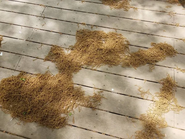 Pilhas de grãos de pólen no convés de madeira marrom — Fotografia de Stock