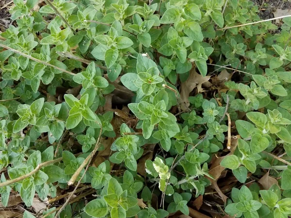 Planta orégano verde ou arbusto e folhas castanhas — Fotografia de Stock