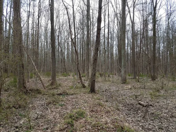 Bomen en takken en bladeren in bos of bos — Stockfoto