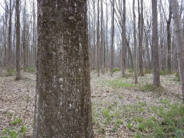 Árvore com musgo e ramos e folhas na floresta ou na floresta — Fotografia de Stock