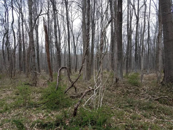 Bäume und verdrehte Reben und Äste und Blätter in Wald oder Wald — Stockfoto