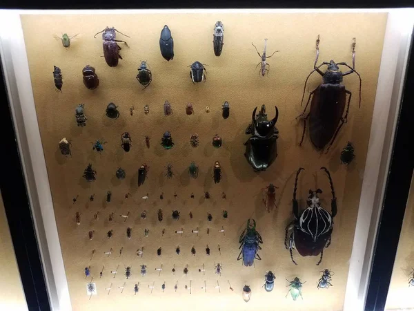 ガラスの下の小さくて大きい固定カブトムシの昆虫 — ストック写真