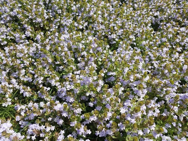 Green grass and weeds with purple flower petals in lawn — Stock Photo, Image