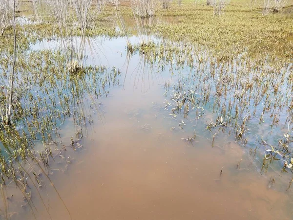 Tartaruga grande submersa em água lamacenta com plantas na zona húmida — Fotografia de Stock